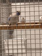 Pennant Rosellas, Dieren en Toebehoren