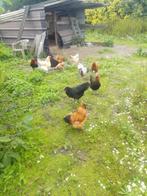 oudere kippen gezocht alle soorten, Dieren en Toebehoren