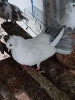 2 pauwstaarten, Dieren en Toebehoren