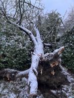 Gratis hout van omgewaaide boom zelf te snoeien, 3 à 6 m³, Enlèvement, Autres essences de bois, Troncs d'arbres