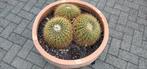 Cactussen, Ophalen