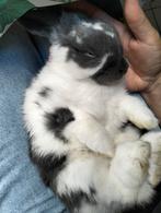 Nijntjes zoeken 5 ster huisje, Dieren en Toebehoren