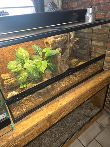 terrarium met tokeh gekko beschikbaar voor biedingen