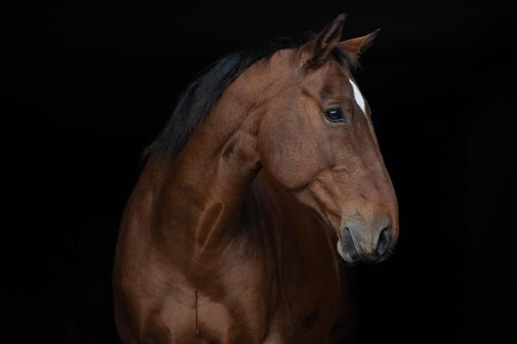 Partenaire idéal pour petits et grands, Dieren en Toebehoren, Paarden, Ruin, M, Minder dan 160 cm, 7 tot 10 jaar, Recreatiepaard