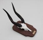 Schedel BUSHBUCK / BOSBOK ANTILOPE - Ref. A, Verzamelen, Dierenverzamelingen, Ophalen of Verzenden, Gebruikt, Wild dier, Schedel