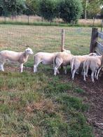 schapen lammeren, Dieren en Toebehoren, Meerdere dieren, Schaap, 0 tot 2 jaar