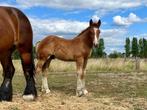 Trekpaard hengstveulen, Dieren en Toebehoren, Paarden, Hengst, Gechipt, 0 tot 2 jaar