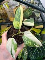 Philodendron gloriosum tricolor variegata, Huis en Inrichting, Kamerplanten, Overige soorten, Halfschaduw, In pot, Bloeiende kamerplant