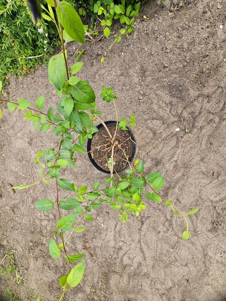 Japanse kamperfoelie (Lonicera Japonica), Tuin en Terras, Ophalen