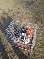 Brahama´s porselein en zwart gepareld