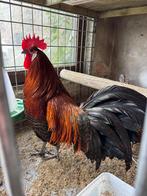 Goubrakels kweekkoppel of haan enkel