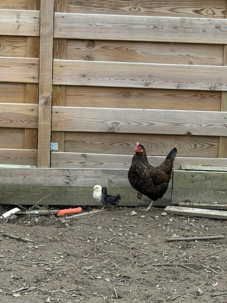 10€, Dieren en Toebehoren