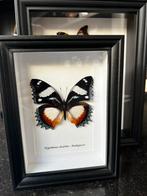 Echte Opgezette vlinder, Enlèvement, Comme neuf