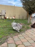 Zijdehoen haan parelgrijs krulveer, Mannelijk, Kip