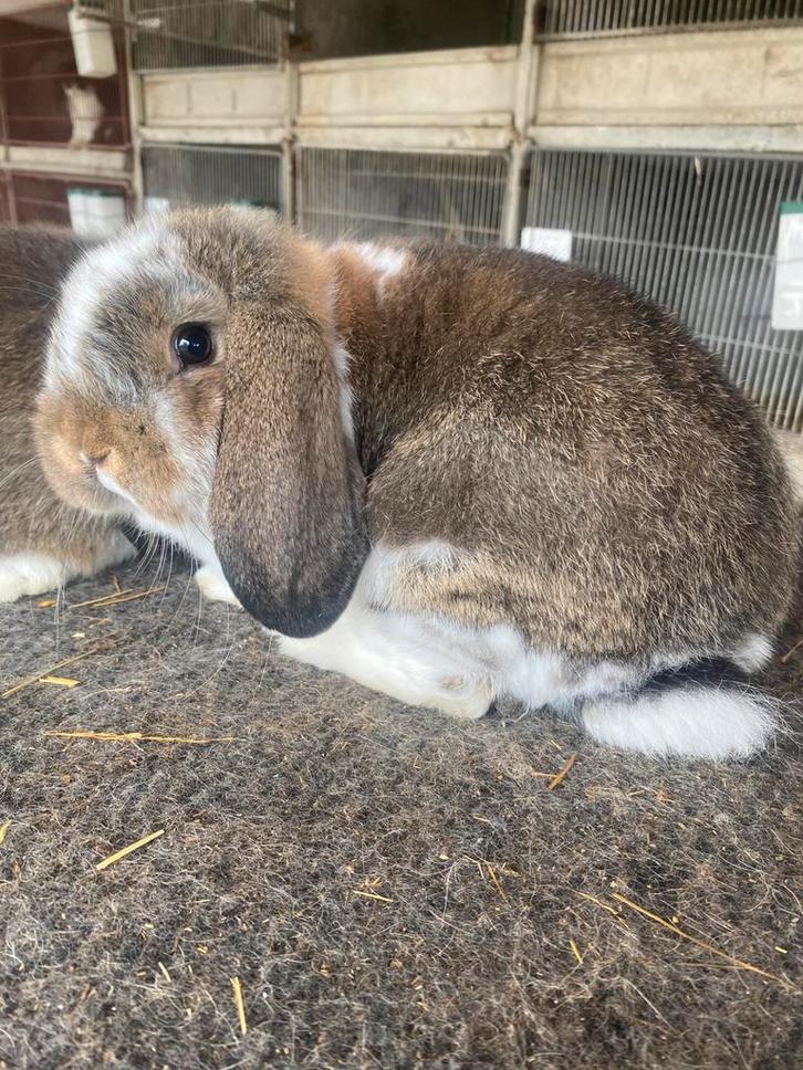 Duitse hangoor konijn, Dieren en Toebehoren, Konijnen, Hangoor