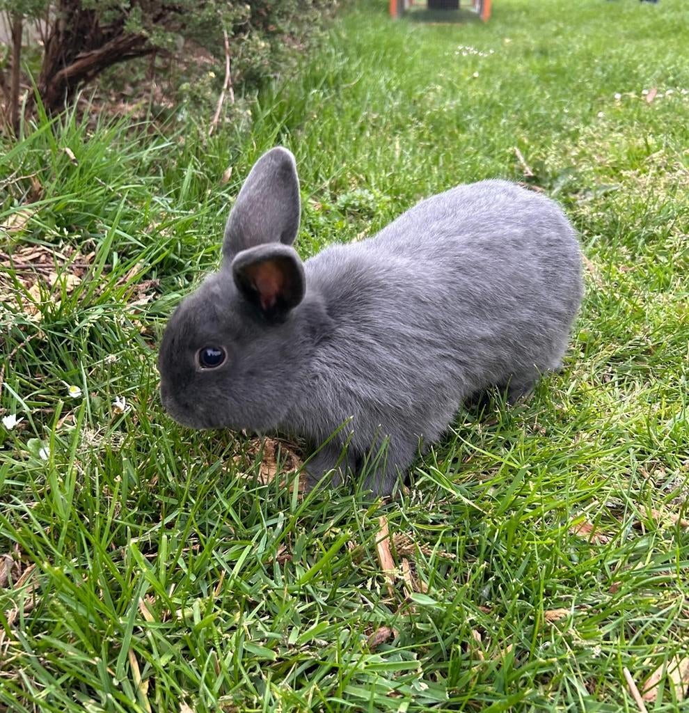 Dwergkonijn mannetje grijsblauw, Mâle, Nain, 0 à 2 ans
