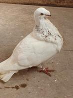 Gorguero Spaanse kropper, Dieren en Toebehoren, Vogels | Duiven, Meerdere dieren, Kropper