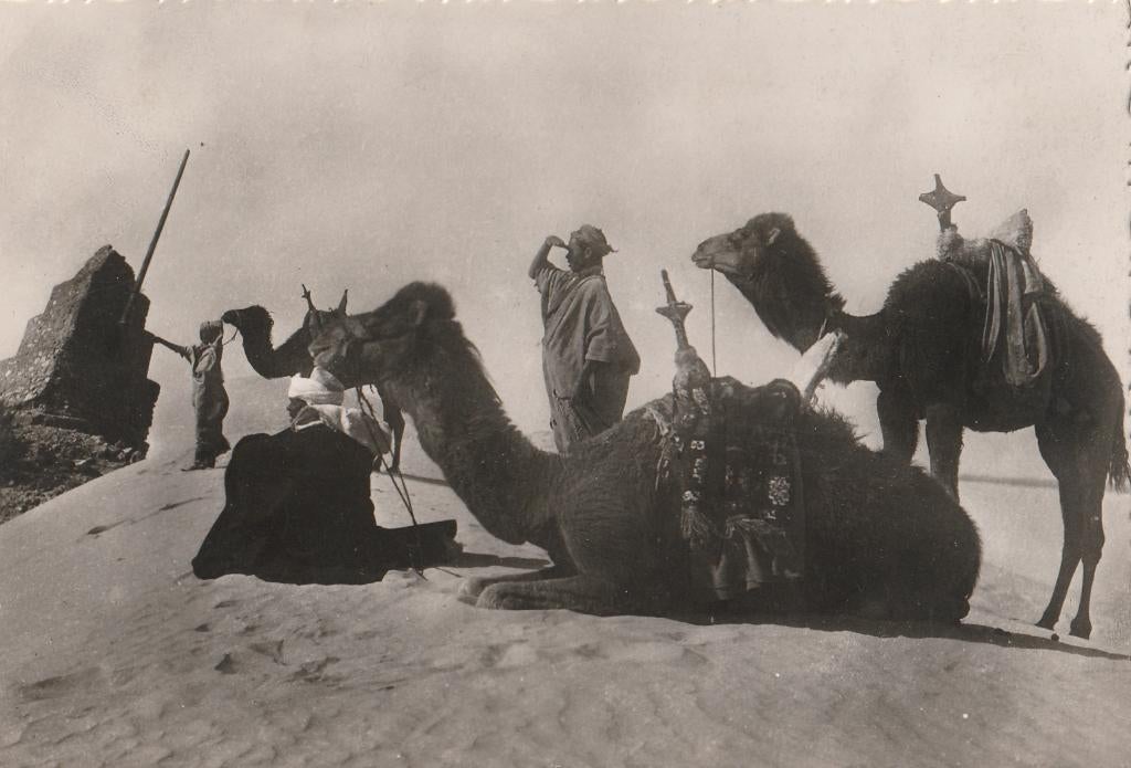 KAMELEN  MET  DRIJVERS  IN  RUST, Collections, Cartes postales | Animaux, Envoi, Non affranchie, Autres