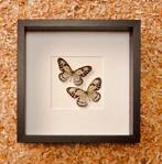 2 idea ideopsis in kader, Verzamelen, Dierenverzamelingen, Ophalen of Verzenden, Nieuw, Insect, Opgezet dier