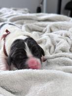 hond, Particulier, Overige rassen, 8 tot 15 weken, Buitenland