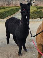 Zwarte alpaca merrie, Juin, Femelle
