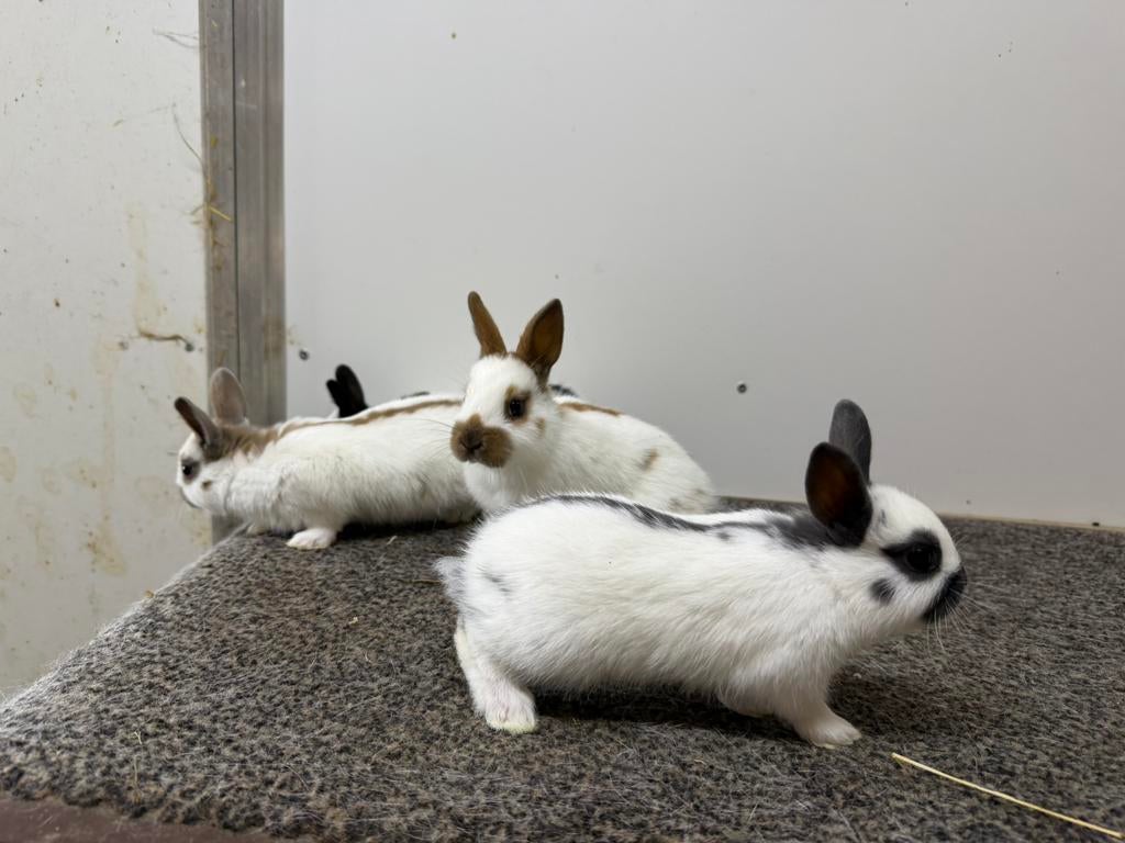 Dwerglotharinger voedster met jongen