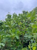 Grande variété de figuiers, Jardin & Terrasse, Enlèvement, Figuier