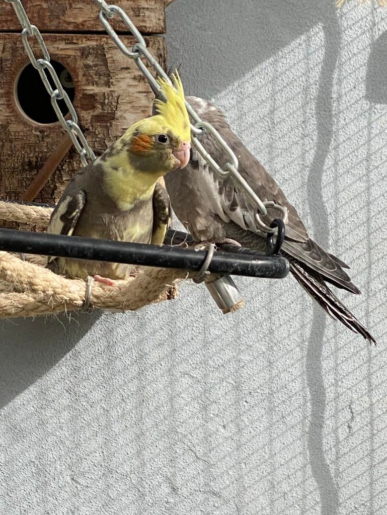 Jonge valkparkieten, Dieren en Toebehoren, Vogels | Overige Vogels, Geslacht onbekend