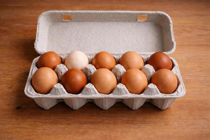 Broedeieren – ISA Brown / Sussex / Harco mix ( kruising), Dieren en Toebehoren, Pluimvee | Toebehoren, Zo goed als nieuw, Ophalen