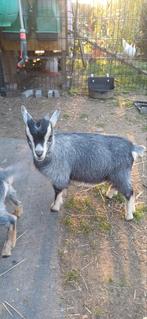 Bokje - 2st. - Blauwschimmel tan - 3 maanden oud, Dieren en Toebehoren