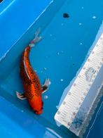45 cm sluier koi, Karper of Koi