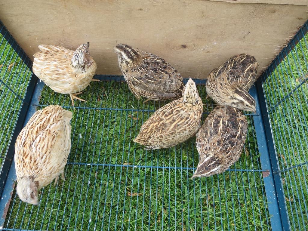 caille japon trio, Plusieurs animaux