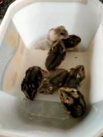 Russische Dwerghamsters, Dieren en Toebehoren, Hamster, Februari, Meerdere dieren, Tam