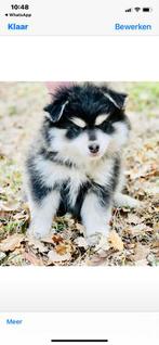 Chiots Mini Husky, petit type, caractère joyeux, Animaux & Accessoires, Plusieurs, Chien de traîneau, Hépatite contagieuse (maladie de Rubarth)