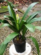 CLIVIA MINIATA – 3 stekken – Sint-Jozefplant, Ophalen, Overige soorten, Halfschaduw, In pot