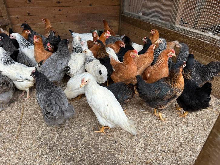 Kippen te koop op paasmaandag, Animaux & Accessoires, Volatiles