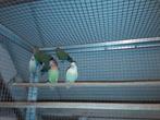 dwergpapegaaitjes, Dieren en Toebehoren, Meerdere dieren, Dwergpapegaai of Agapornis, Geringd