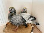 3 Grizly’s/Meeuwen, Animaux & Accessoires, Oiseaux | Pigeons, Plusieurs animaux, Pigeon voyageur