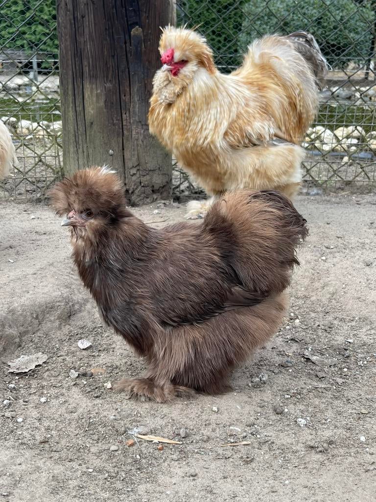 USA zijdehoen broedeieren in allerlei kleuren, Dieren en Toebehoren, Pluimvee