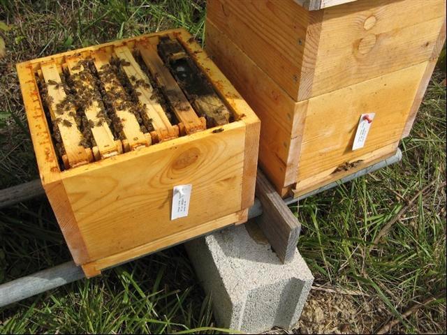 RUCHES ET RUCHETTES DADANT à peupler, Animaux & Accessoires, Autres accessoires pour animaux, Utilisé, Enlèvement