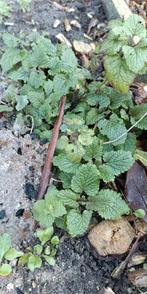 Melisse, Tuin en Terras, Ophalen of Verzenden