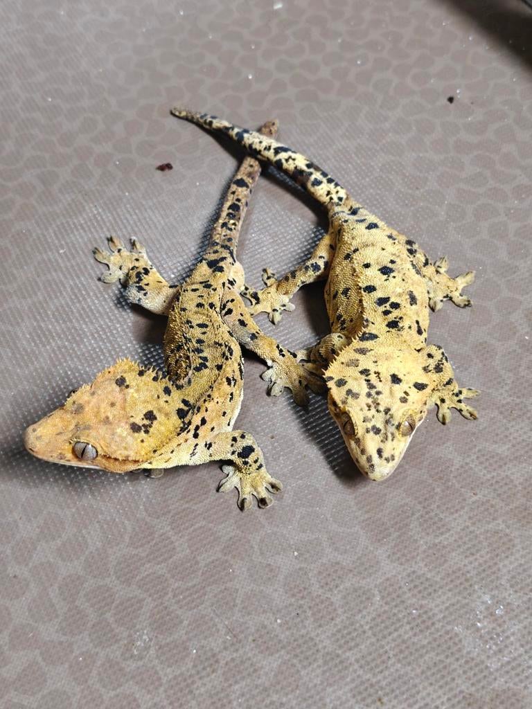 Wimpergecko koppel Dalmatiër 1.0, Dieren en Toebehoren, 3 tot 6 jaar