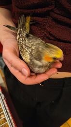 Handtamme valkparkiet, Sexe inconnu, Perruche, Domestique