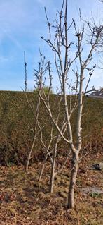 4 geënte appelbomen, draagt veel vruchten., Ophalen, 250 tot 400 cm, Appelboom, Lente