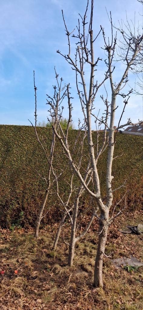 4 geënte appelbomen, draagt veel vruchten., Tuin en Terras, Planten | Fruitbomen, Appelboom, 250 tot 400 cm, Lente, Ophalen