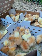Bruine mestkuikens vanaf 12 maart, Dieren en Toebehoren, Pluimvee, Meerdere dieren, Kip