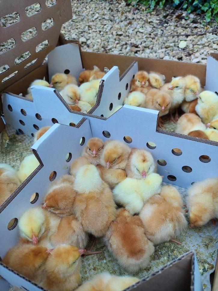 Bruine mestkuikens vanaf 12 maart, Dieren en Toebehoren, Pluimvee, Kip, Meerdere dieren