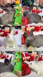 Raszuivere Duitse reuzen met identificatie boekje, Dieren en Toebehoren, Meerdere dieren, Groot, 0 tot 2 jaar