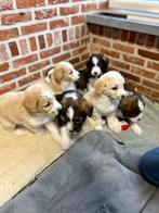 Beaux chiots husky doodle (husky x caniche), Animaux & Accessoires, Autres races, Plusieurs, Hépatite contagieuse (maladie de Rubarth)