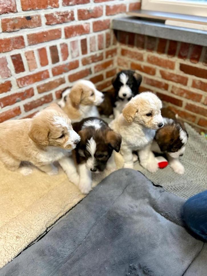 Prachtige huskydoodle pups (husky x poedel), Dieren en Toebehoren, Honden | Retrievers, Spaniëls en Waterhonden, Meerdere dieren